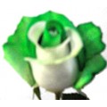 Tinted Roses - Green, White